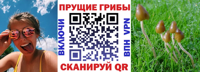 Галлюциногенные грибы Psilocybine cubensis Билибино